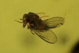 Fossil Fly, Aphid & Pseudoscorpion Claw In Baltic Amber #50660-2